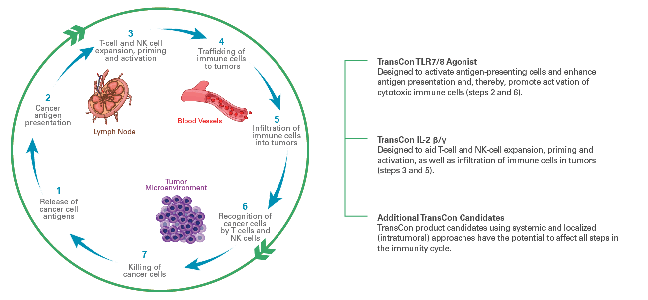 Ascendis_Oncology-ImmunityCycleGraphic_update