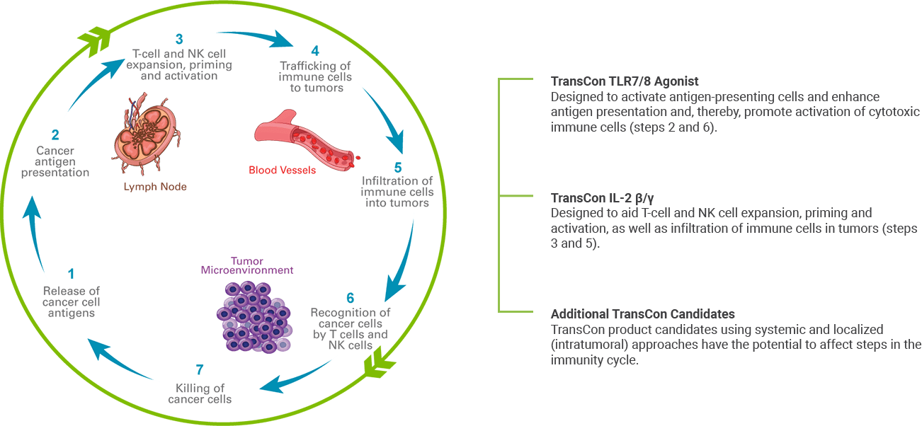 Ascendis_Oncology-ImmunityCycleGraphic